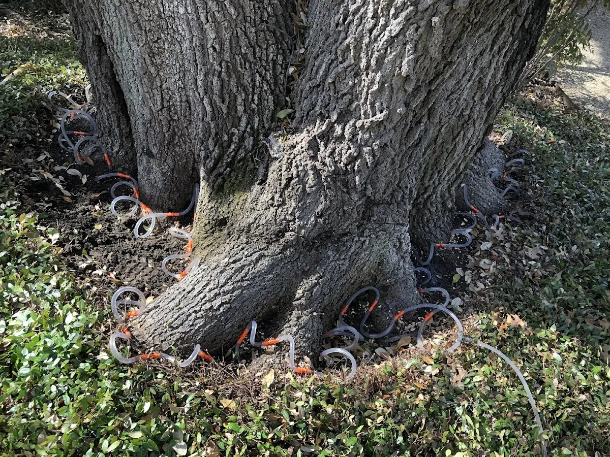 Detailed Tree Cabling and Bracing job site in Warrenton