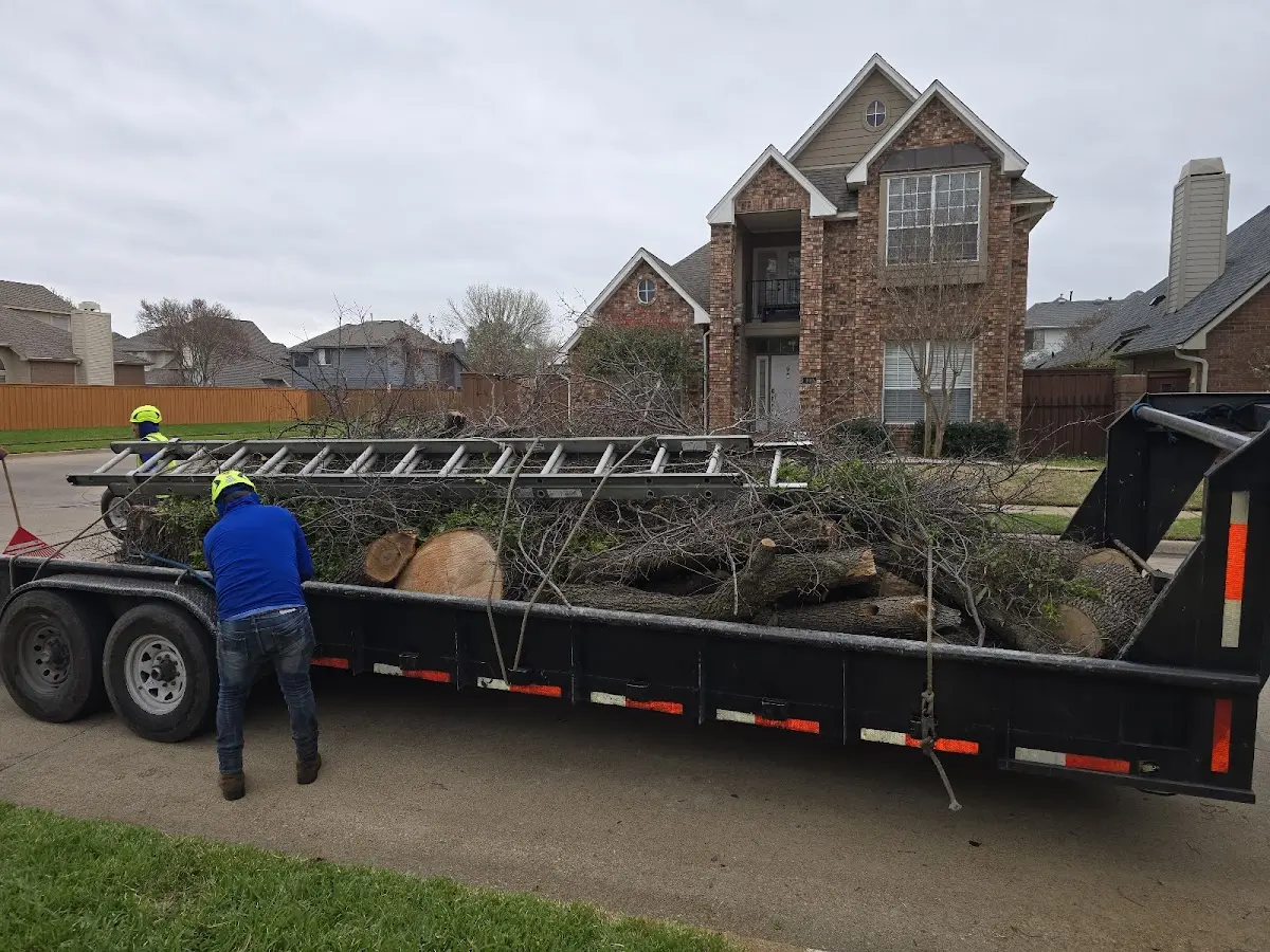Expert Tree Removal with proper safety equipment in Warrenton